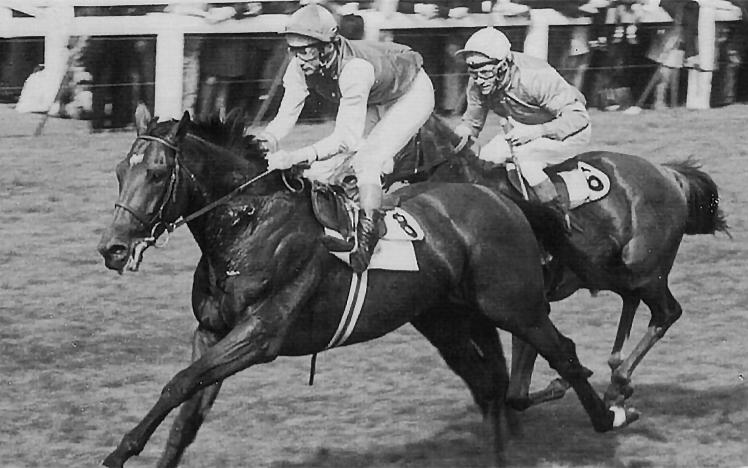 Black and White image of a horses and jockeys