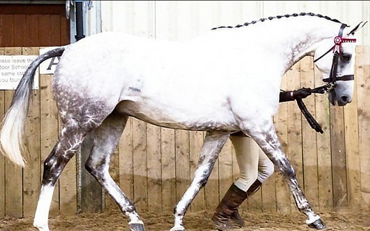 A white horse