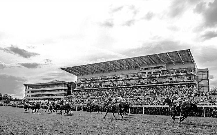 Horses race for the finish line