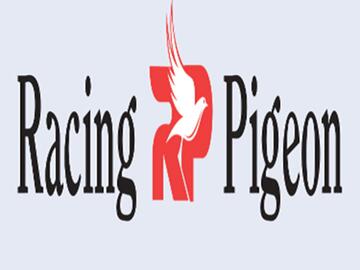 Pigeon Show