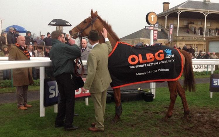 Horse being presented after a race.