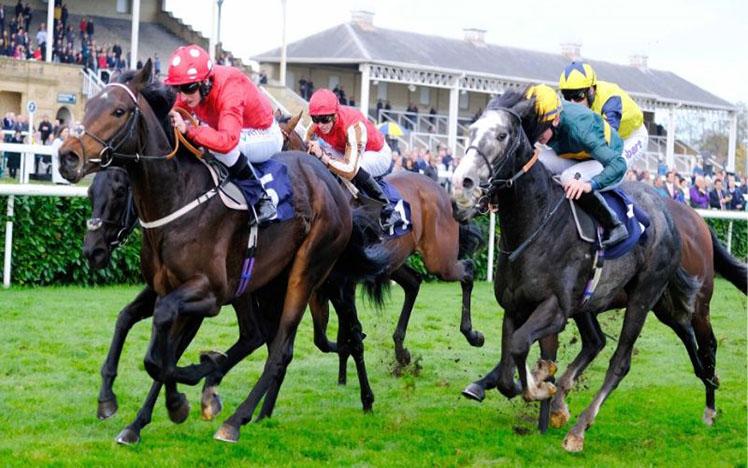 Horses racing on turf